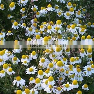 German Chamomile (Matricaria Chamomilla) Flowers thumbnail-1