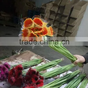 Fresh Cut Flower Gerbera thumbnail-1