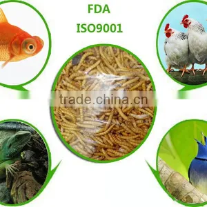 Eco-Friendly Pet Food Dried Mealworms, Wild Bird Feed Dried Mealworm thumbnail-1