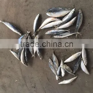 Sea Frozen Mackerel 300-500g 2016 thumbnail-2
