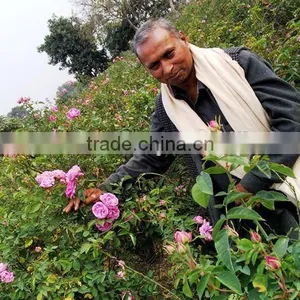 Indian Rose Oil Pure Fresh thumbnail-2