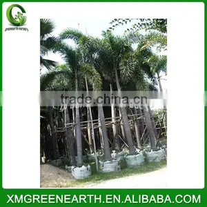 Wodyetia Bifurcata - Foxtail Palm Repotted (2) thumbnail-1