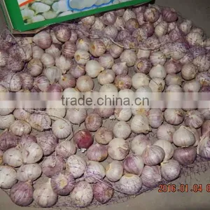 GARLIC thumbnail-3
