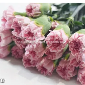 China Flower Fresh Cut Carnations Flower Mother′s Day Gift Wholesale thumbnail-2