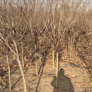 Price of Chinese Redbud Trees thumbnail-5