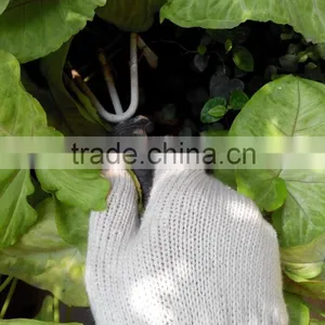 BEST PRICE Manufacturer Made in VIETNAM 100% Cotton Industrial Gloves Working Gloves Garden Gloves Comfortable Glove thumbnail-1