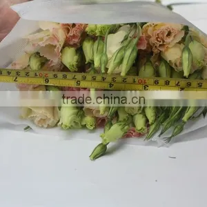 Fresh Top Sell Wholesale Fresh Lisianthus Flower thumbnail-2