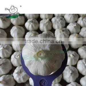 New Crop Fresh Garlic/Wholesale White Garlic China Origin/China Garlic Price thumbnail-1