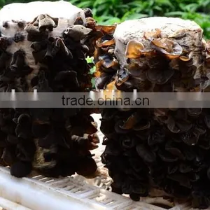 Dry Black Fungus Mushroom thumbnail-4
