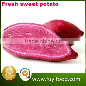Exporter Fresh Purple Sweet Potatoes thumbnail-2