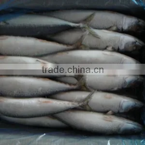 Frozen Whole Round Pacific Mackerel thumbnail-1