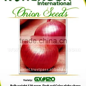 Red Onion Seeds | GX#120 thumbnail-1