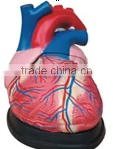 Heart Model, thumbnail-1