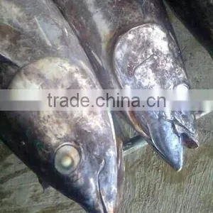 Frozen Fresh Whole Tuna Fish New thumbnail-4