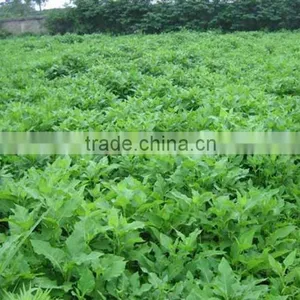 2015 Nutritional Food-100% Certified Organic Alfalfa Grass Powder thumbnail-1