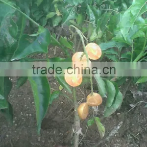 Dimocarpus Longan Lour Seedling thumbnail-5