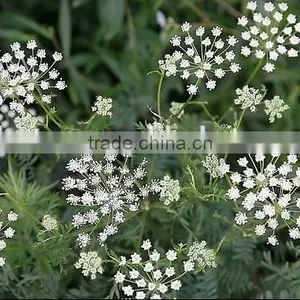 Factory Price Cnidium Fruit Extract With Cas No.: 484-12-8 98% Osthole thumbnail-2
