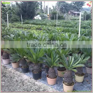 Cycas Revoluta thumbnail-1