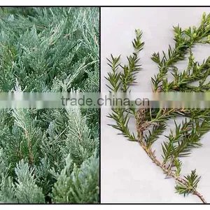 Juniper Leaf Oil thumbnail-2