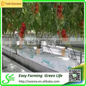 Hot Sale Single-span Plastic Grow Tent/green House for Agriculture thumbnail-3
