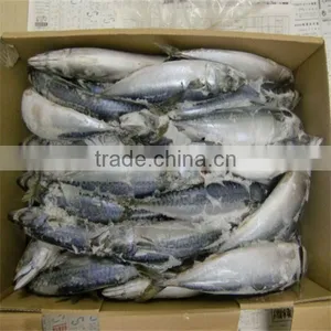 Frozen Spanish Mackerel thumbnail-1