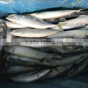 China Cheap China Frozen Fish Pacific Mackerel on With Good Quality thumbnail-5