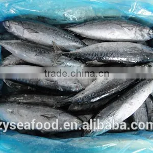 2017 New Arrived Land Frozen Fish Bonito Tuna for Sale thumbnail-1
