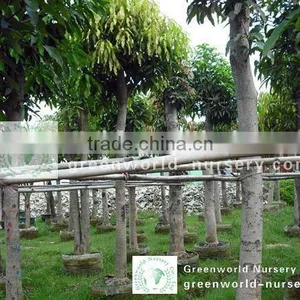 Mangifera Indica Landscaping Trees thumbnail-1