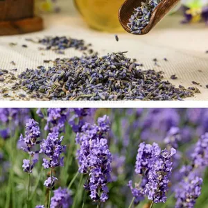 Improve Sleep Lavender Flower Herbal Tea thumbnail-4