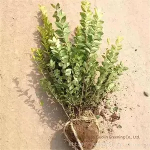 in the Shuyang Area, the Price of Centimeter-sized Golden Privet Seedlings is Cheap and the Survival Rate is High. thumbnail-1