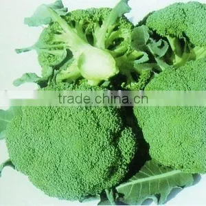 Fresh Broccoli thumbnail-1