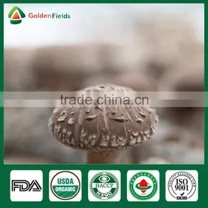 Frozen Shiitake Mushroom,Mushroom Logs,Mushroom Cultivation Bag thumbnail-1
