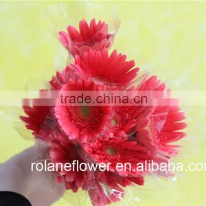 Best Price And Best Quality Long Stem Flowers Fresh Cut Gerbera Pink Gerbera With Fast Transportation thumbnail-1