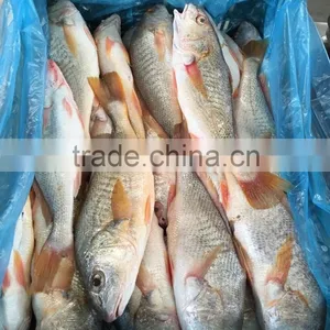 MEXICO YELLOW CROAKER WHOLE ROUND thumbnail-2
