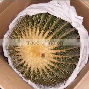 Mammillaria Hahniana 5.5cm Mini Cactus Succulent Indoor Plants Bonsai Nursery Echinocactus Grusonii Cereus Cacti Opuntia Dilleni thumbnail-6