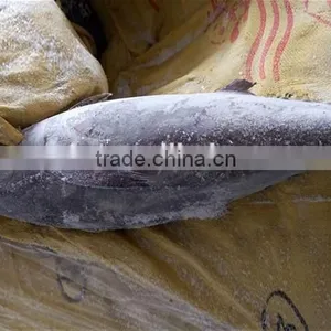 Seafrozen Big Size Albacore Tuna Fish thumbnail-2