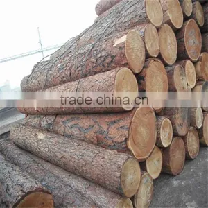 White Birch Korean Pine Larch thumbnail-4