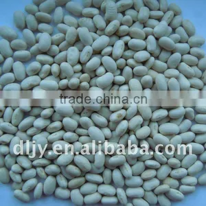 Japanese Type White Kidney Bean Crop 2011 thumbnail-1