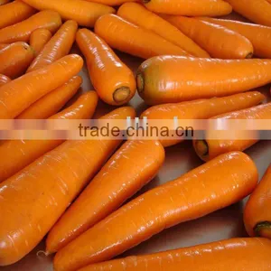 Chinese Red Fresh Carrot thumbnail-1