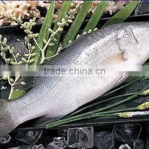 Vietnam High Quality Edible Sea Bass thumbnail-1