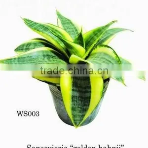Sansevieria Trifasciata 'laurentii Compacta' thumbnail-1
