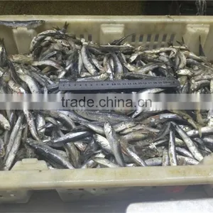 2016 High Quality Sea Frozen Anchovy thumbnail-1