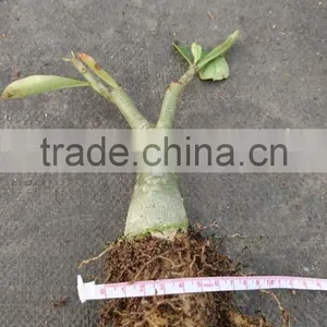 Adenium Obesum Grafted thumbnail-2