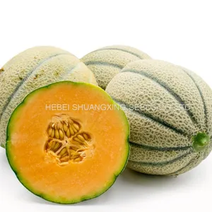 Stripe Sweet Cantaloupe Musk Melon Seed for Sale thumbnail-1