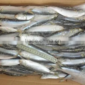 Frozen Sardine for Tuna Bait 140-200pcs thumbnail-1