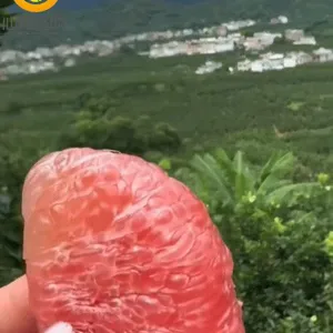 High Quality Fresh Grapefruit Fresh Pomelo Manufacture thumbnail-1