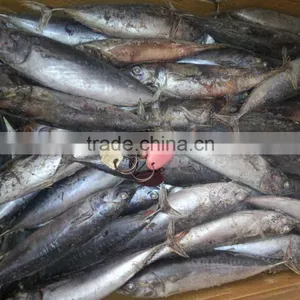 Frozen Whole Round 100-300g Bonito Tuna Fish thumbnail-5