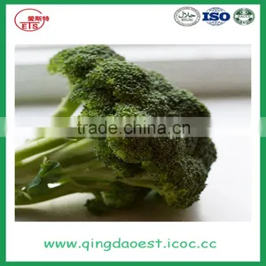 High Quality Chinese Fresh Broccoli thumbnail-6