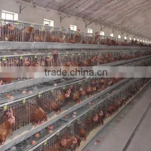 Stainless Steel Metal Chicken Farm Equipment thumbnail-3