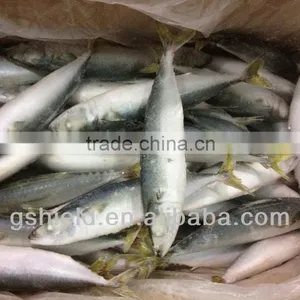 New Fishing Frozen IQF 60-70g Pacific Mackerel in 2016 thumbnail-3